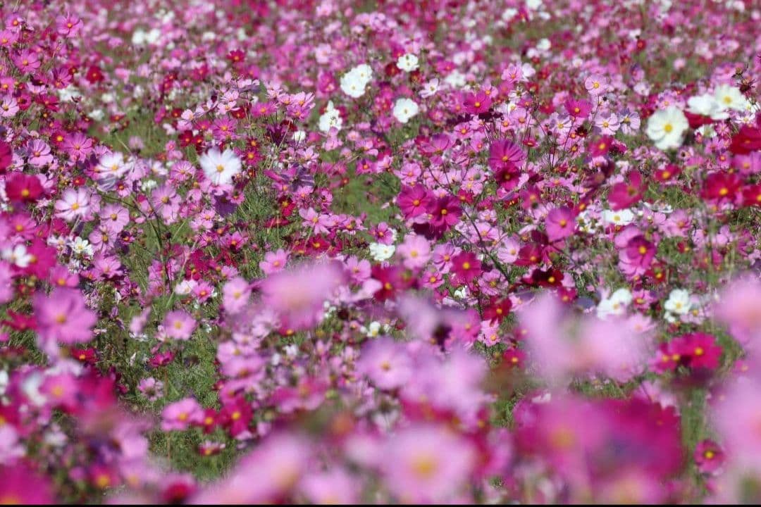 TAMRON SP 70-300mm F4-5.6 VC USD　キャノンEF