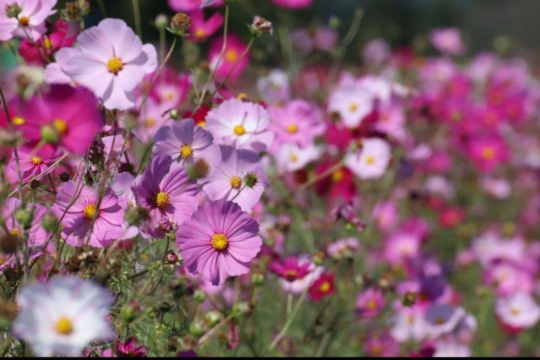 TAMRON SP 70-300mm F4-5.6 VC USD　キャノンEF