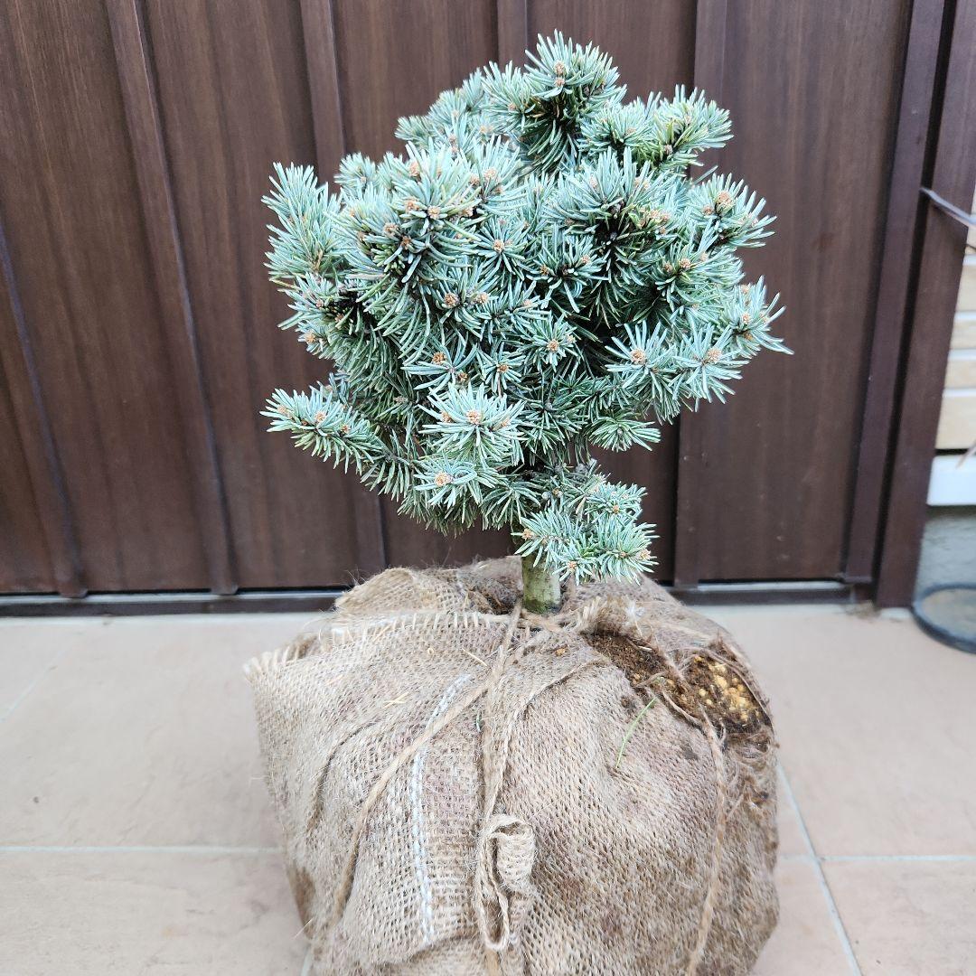 プンゲンストウヒ グラウカグロボーサ 根巻き 苗木 レア品種