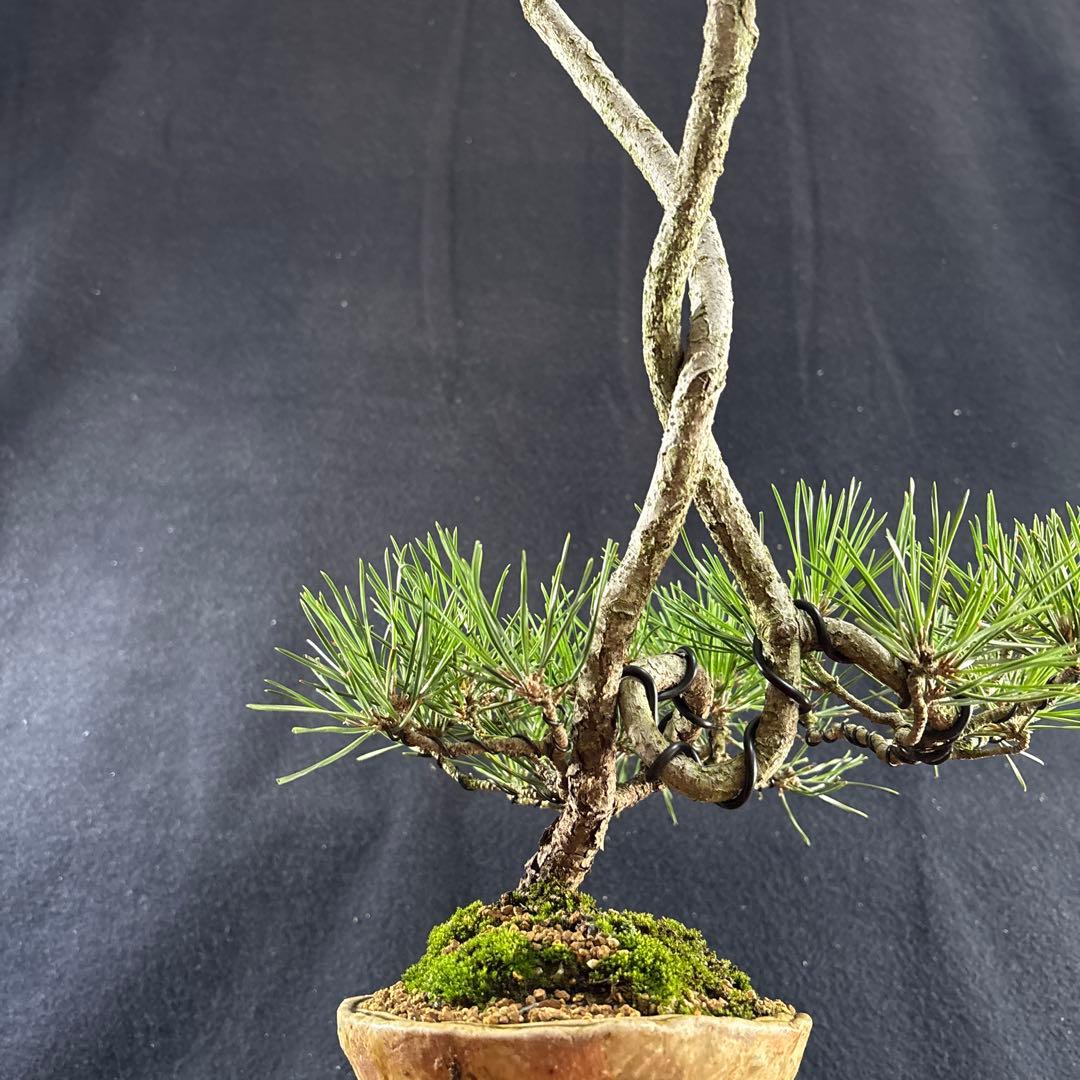 中品盆栽、黒松、変わり木 目立った傷や汚れなし