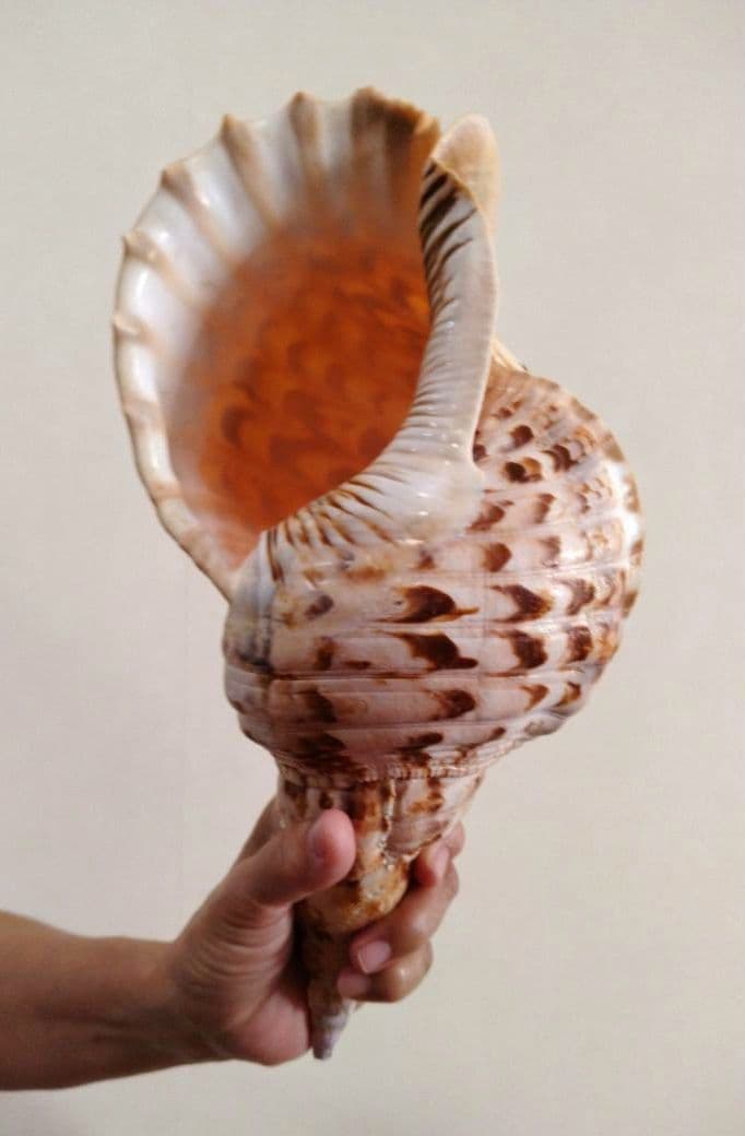 法螺貝 ほら貝 ホラ貝 784グラム 美品 沖縄