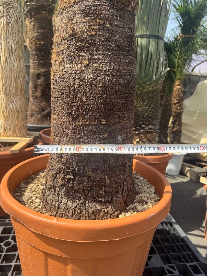 ファクソニアーナ ロストラータ ユッカ フィリフェラ ダシリリオン アガベ