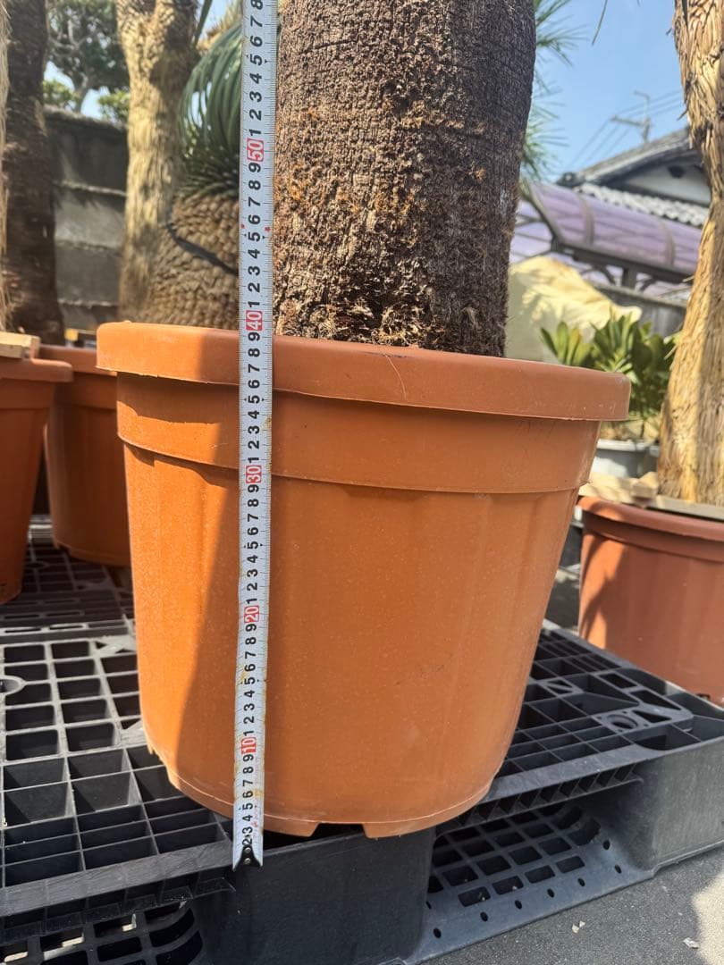 ファクソニアーナ ロストラータ ユッカ フィリフェラ ダシリリオン アガベ