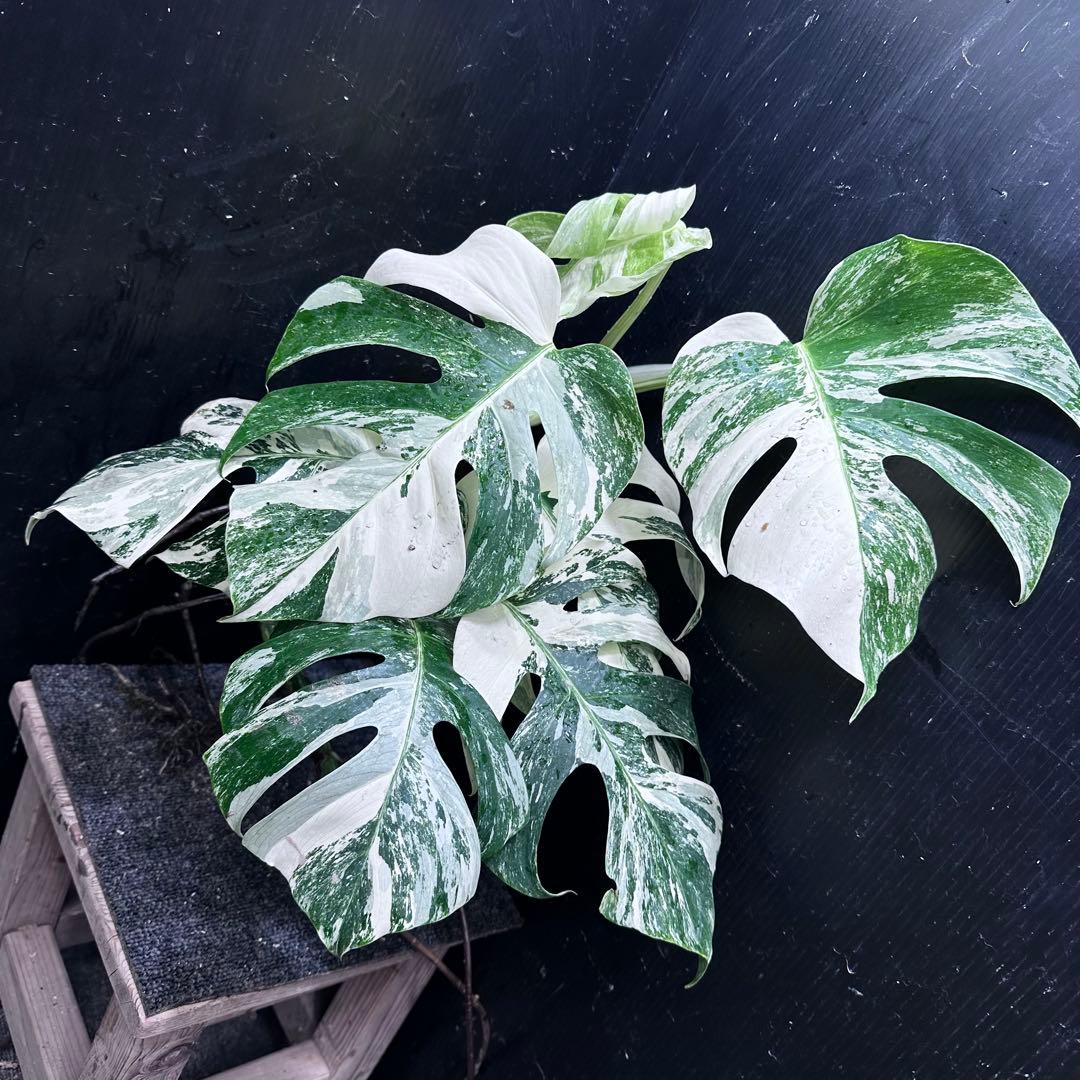 U031 厳選超美形展開株！サルコカウロン バンデリエティアエ現地球