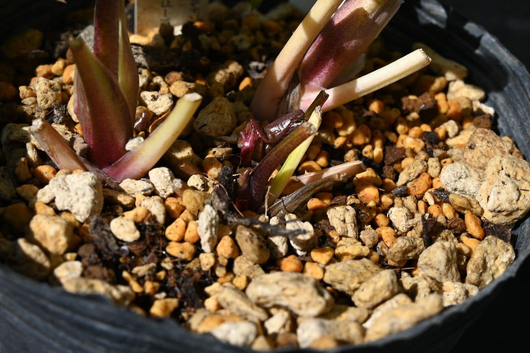 クリスマスローズ　認定かぐや姫　加藤農園