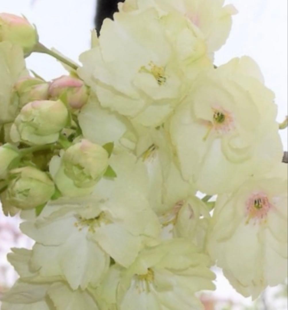 鬱金桜（ウコンザクラ）希少な黄緑色の桜 八重 花芽沢山 金運アップ