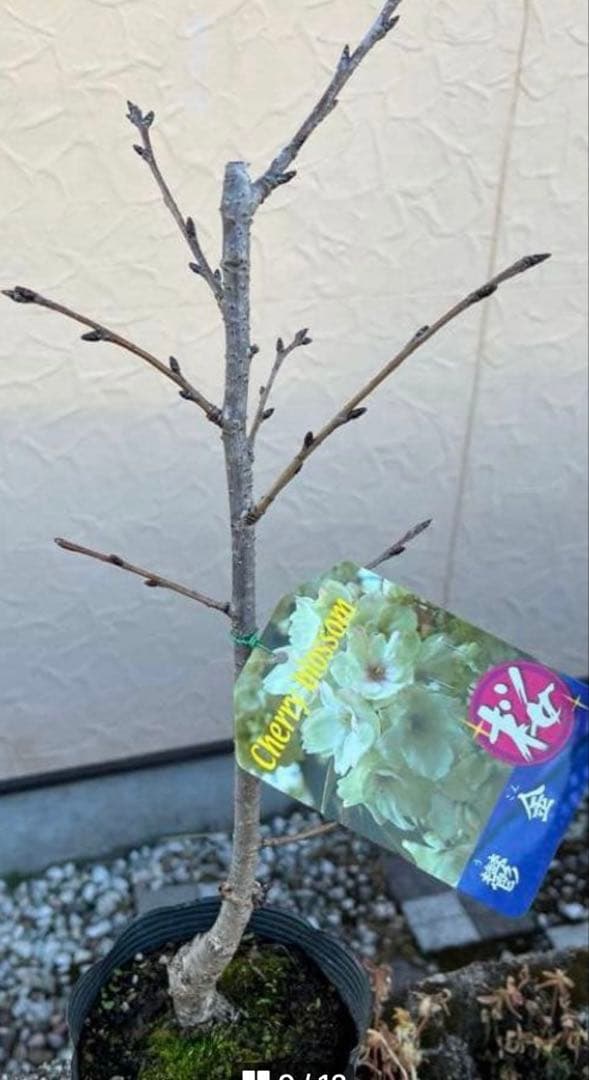 鬱金桜（ウコンザクラ）希少な黄緑色の桜 八重 花芽沢山 金運アップ