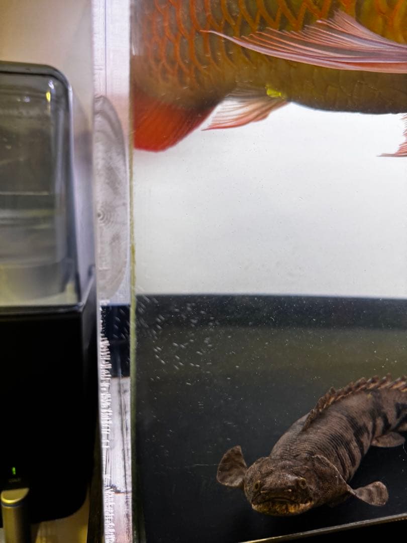 1500水槽 台 ぷぅ工房上部濾過