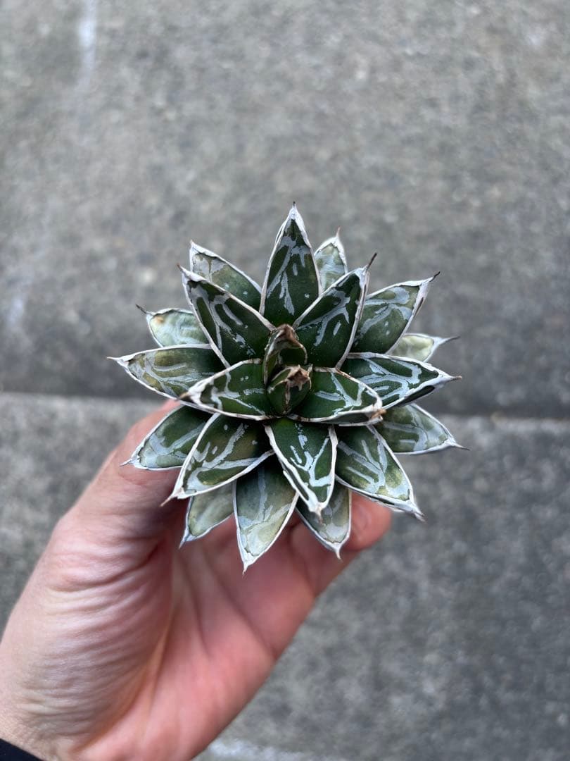 アガベ 姫笹の雪 白外斑入 極上株 - メルカリ