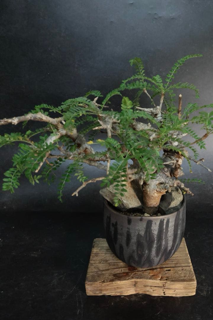 ボスウェリア ネグレクタ （大株）鉢付（細川政巳）の通販｜si360.com.pa