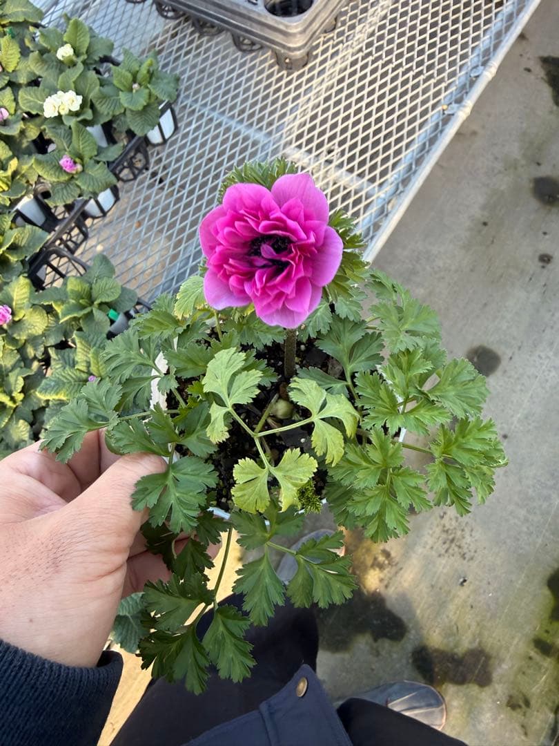 アネモネ ポルトダブル 10.5cm