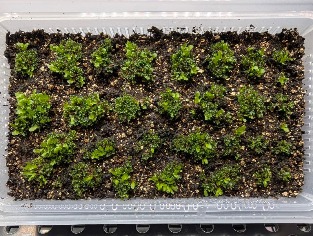 P. willinckii OMG 胞子体前葉体S３