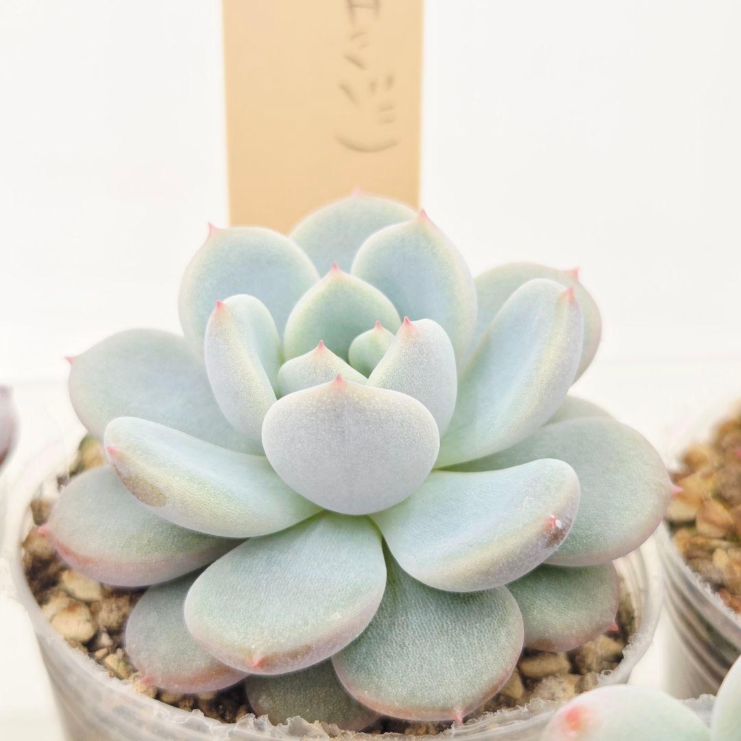 ひかる様 5苗 メルカリ便送料込