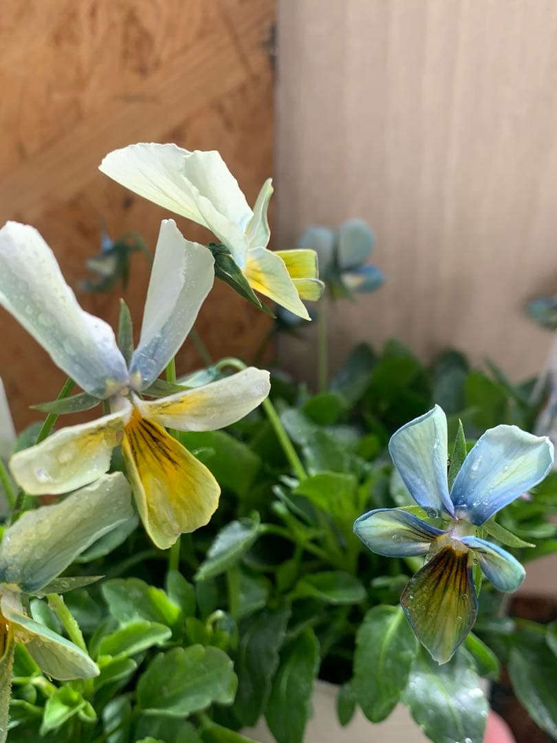 M*I様 パルプンテ 1苗 すみれ図鑑 1苗 shuta's selection - メルカリ