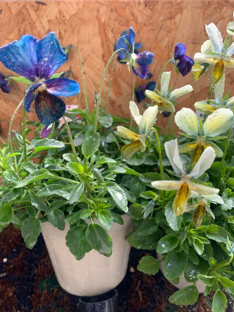 M*I様 パルプンテ 1苗 すみれ図鑑 1苗 shuta´s selection