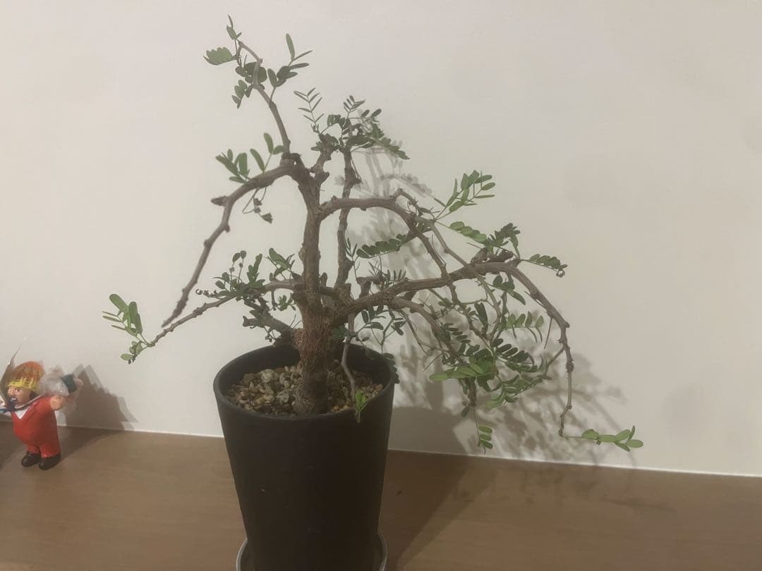 くびれ センナ メリディオナリス 黒ポット