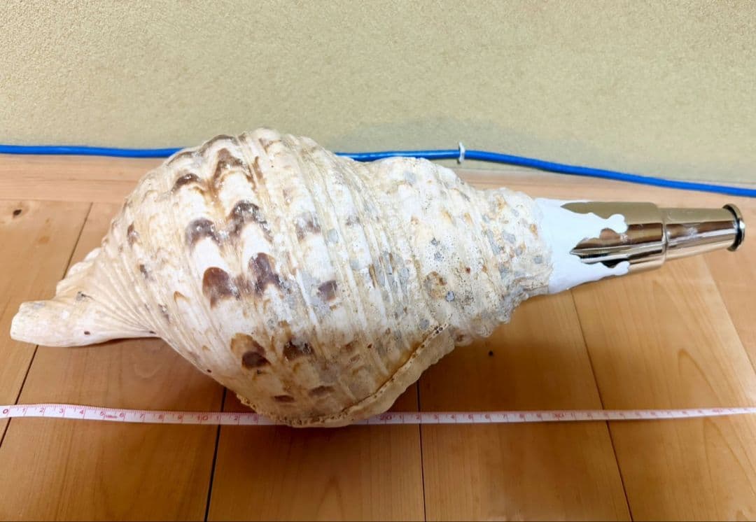 特大肉厚40㎝修験道法螺貝 山伏　密教　魔除け　ホラガイ　ほら貝