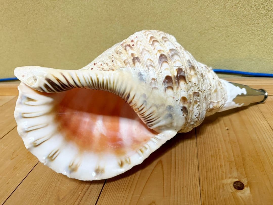 特大肉厚40㎝修験道法螺貝 山伏　密教　魔除け　ホラガイ　ほら貝