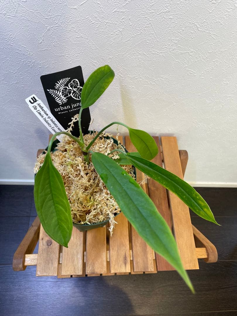 アンスリウム Anthurium sp indantza narrow タグ付 - メルカリ