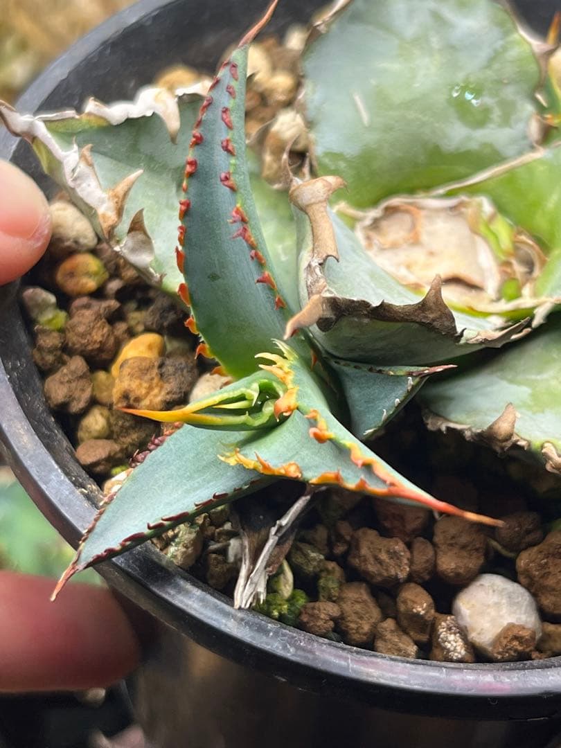 アガベ　チタノタ　ブルー　実生　子株