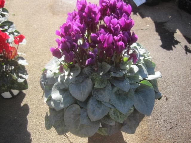 ひ*ろ様 『月下』　紫色のシクラメン 6号鉢　希少品種　シルバーリーフ　ヤマト宅