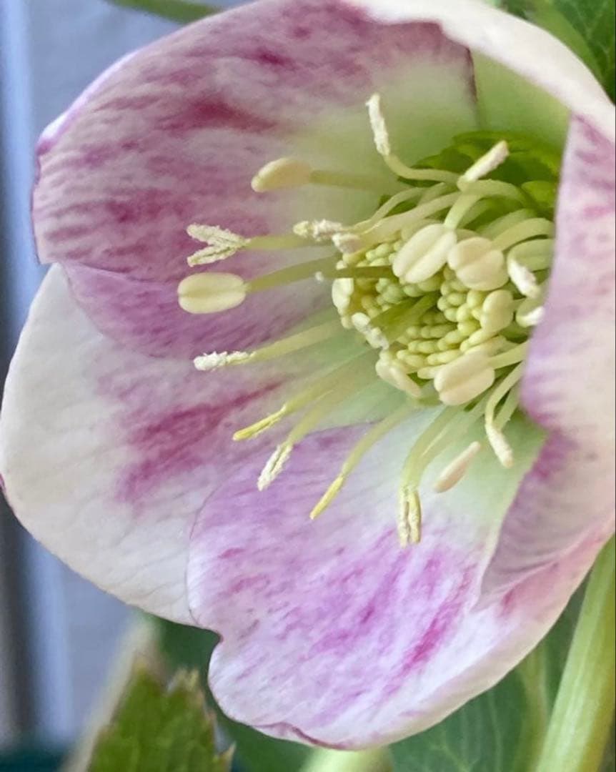 ユ*リ様 パステリッシュストレイン　大和園　大株