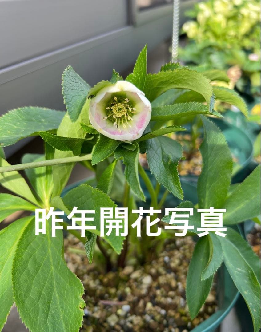 ユ*リ様 パステリッシュストレイン　大和園　大株