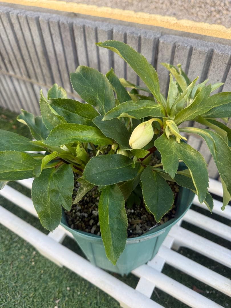 ユ*リ様 パステリッシュストレイン　大和園　大株