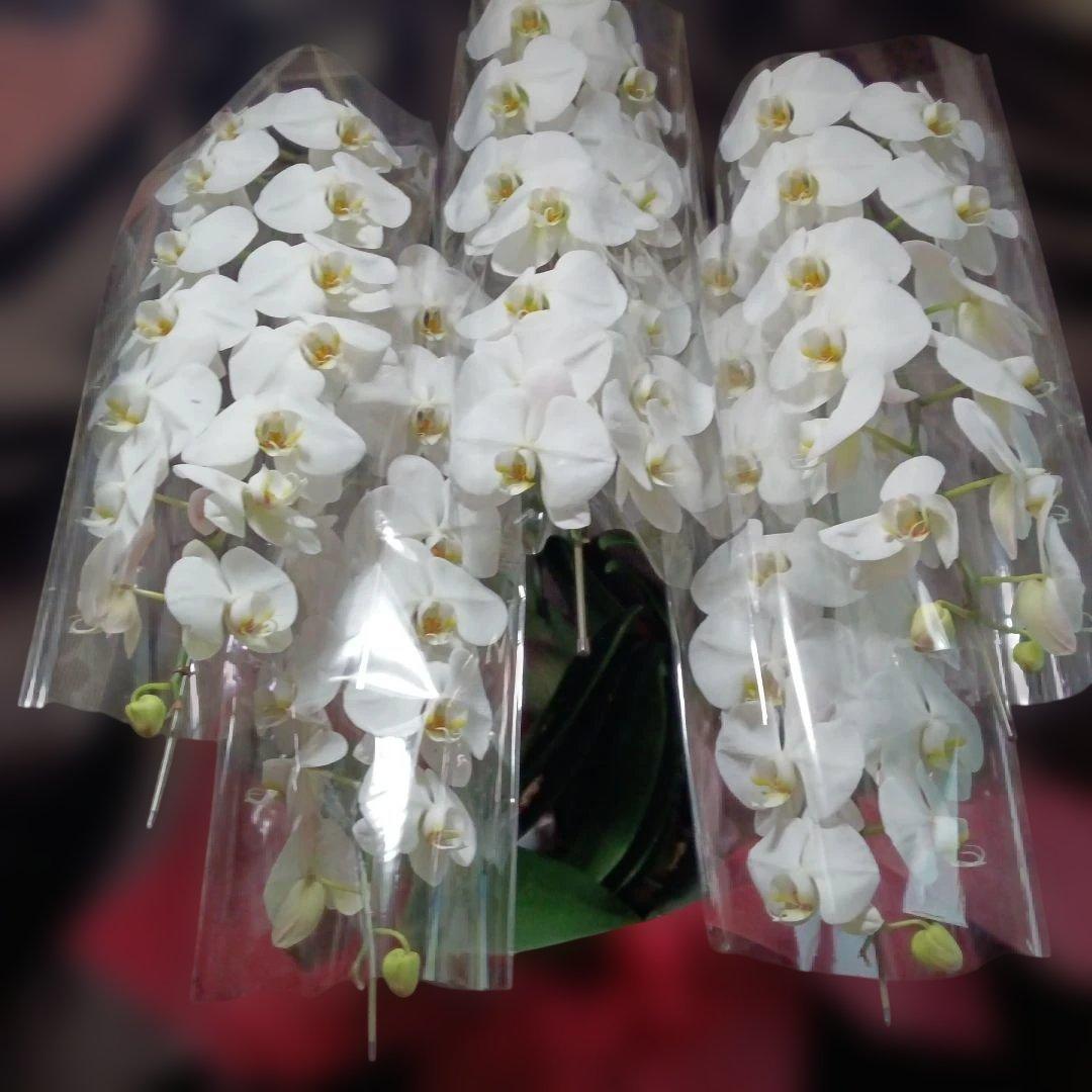 胡蝶蘭　生花　５本立ち ロング