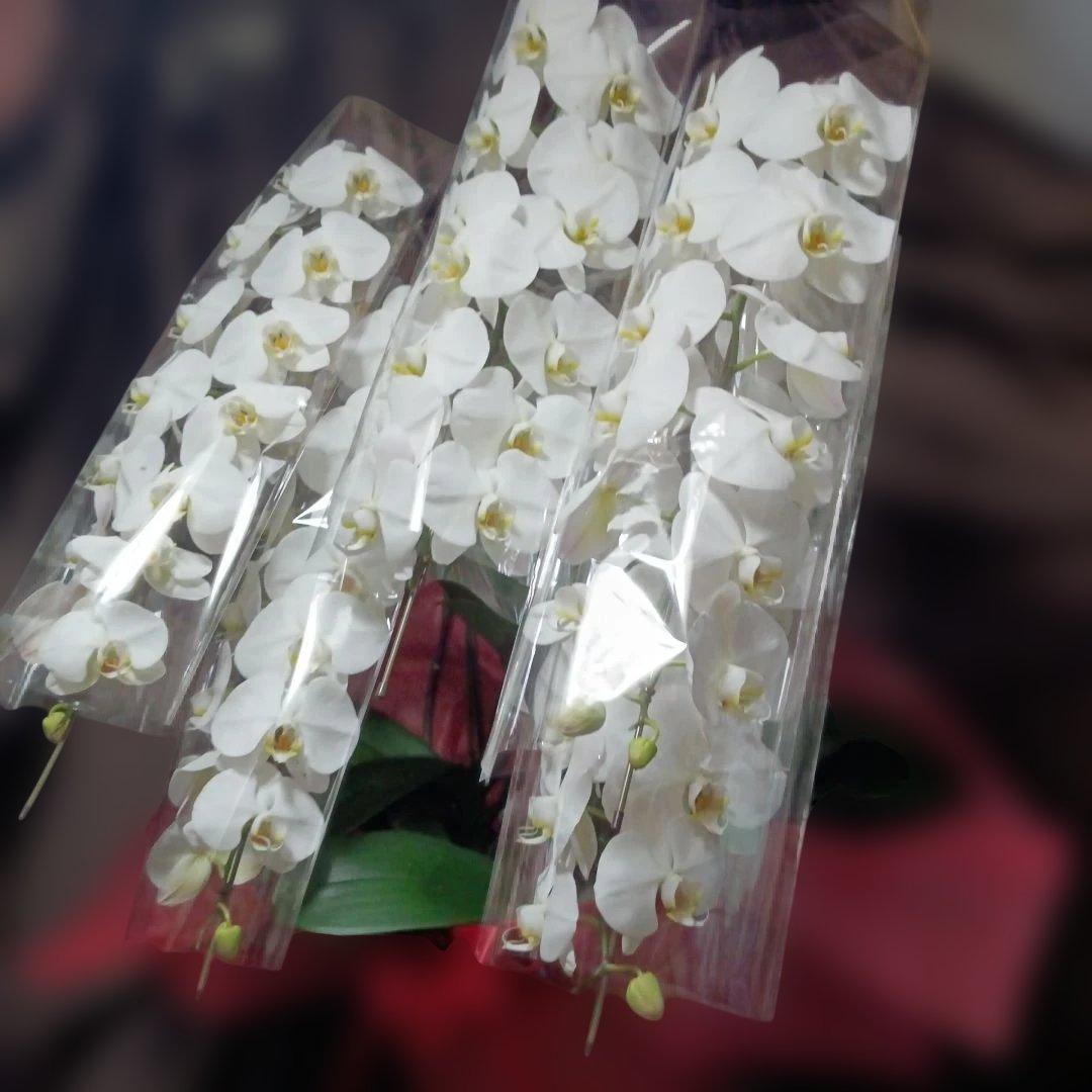 胡蝶蘭　生花　５本立ち ロング