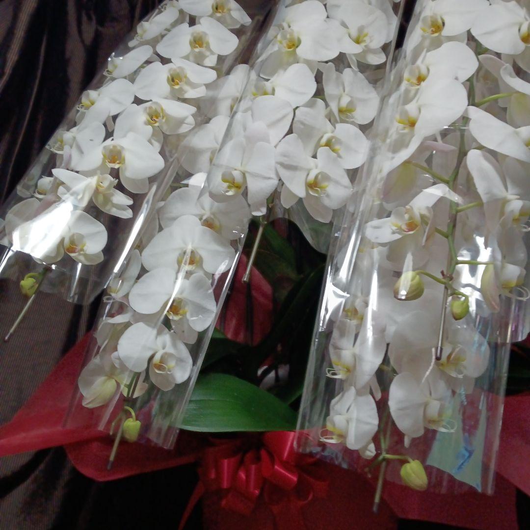 胡蝶蘭　生花　５本立ち ロング