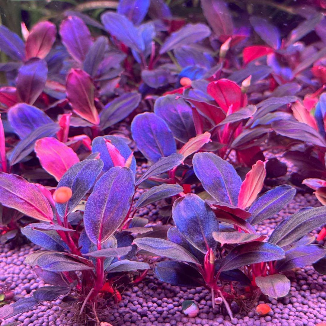 Bucephalandra『Moonlight』1株 フォロワ-割引、オマケ - メルカリ