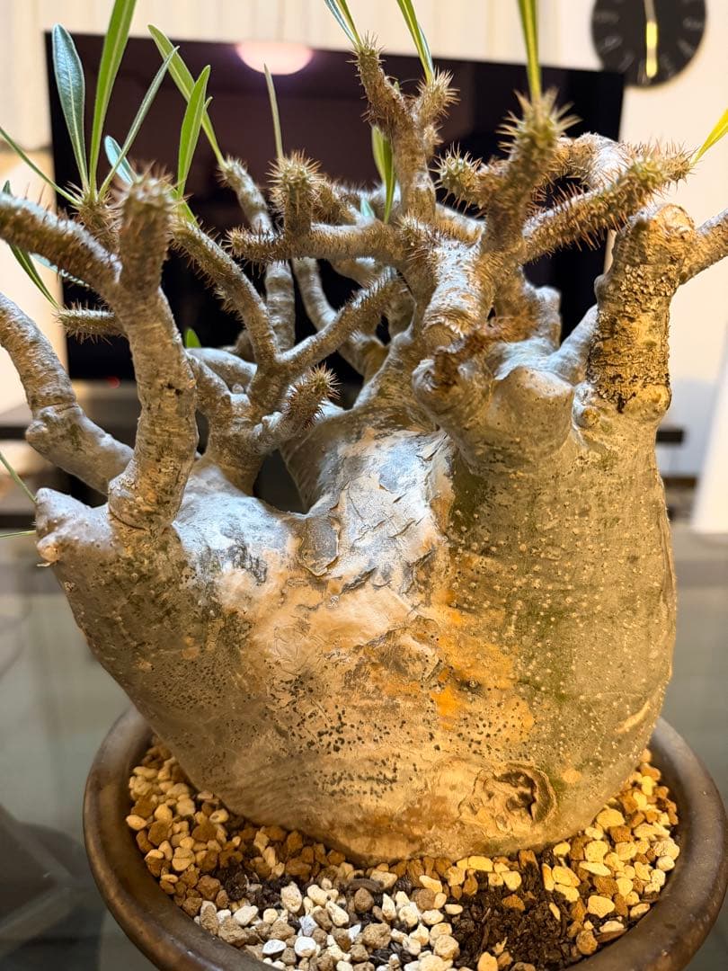 パキポディウムグラキリス 現地球 塊根植物 陶器鉢付き - メルカリ