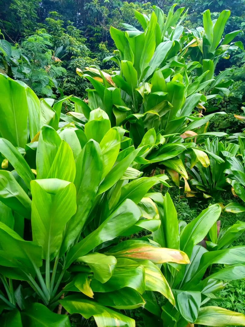 ハワイ産沖縄育ちのティーリーフ - メルカリ