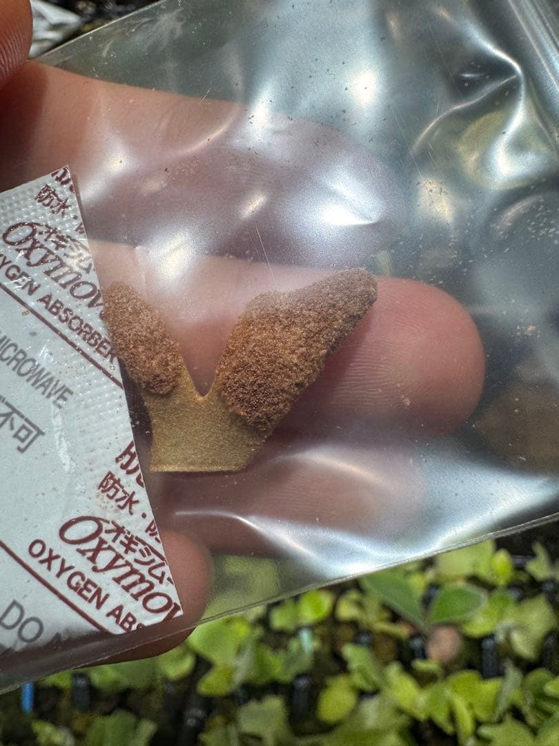 胞子　willinckii cv 伊右衛門　ビカクシダ　②