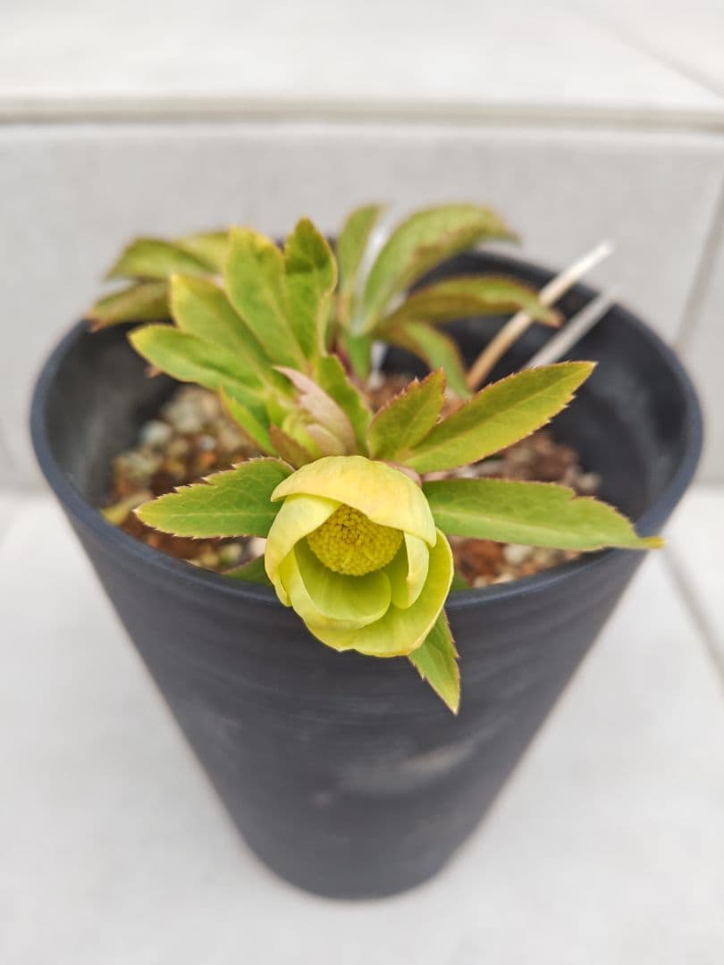 よ*ん様 クリスマスローズ 大木ナーセリー SSオーレア系グリーン玉 株分け