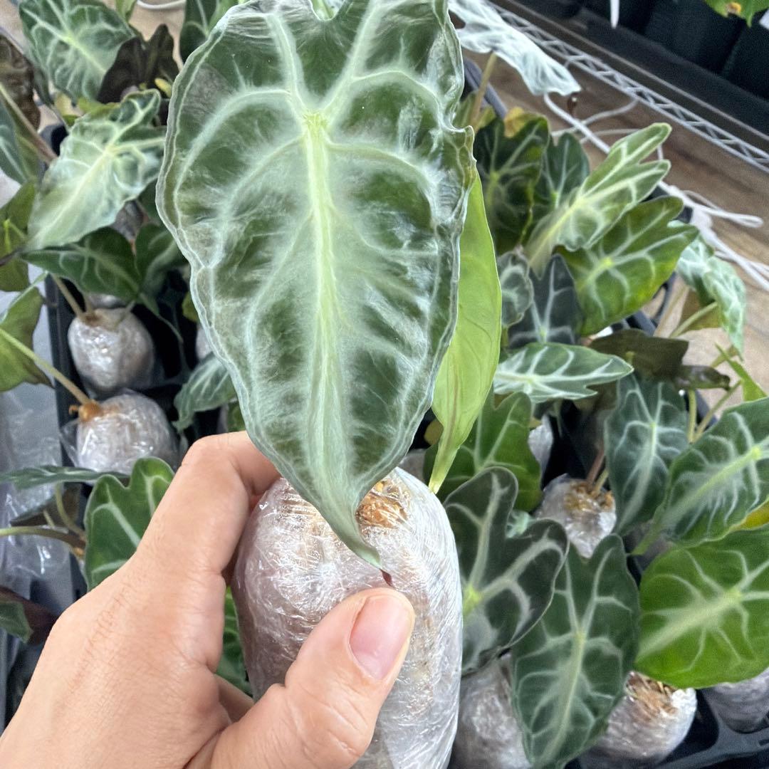 アロカシア ヴェノム Alocasia 'Venom' sサイズセット