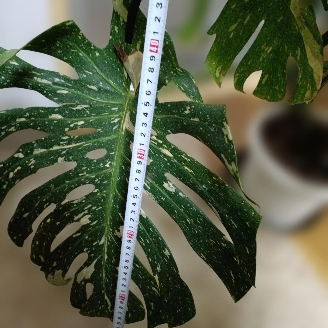 モンステライエローモンスターの鉢植え