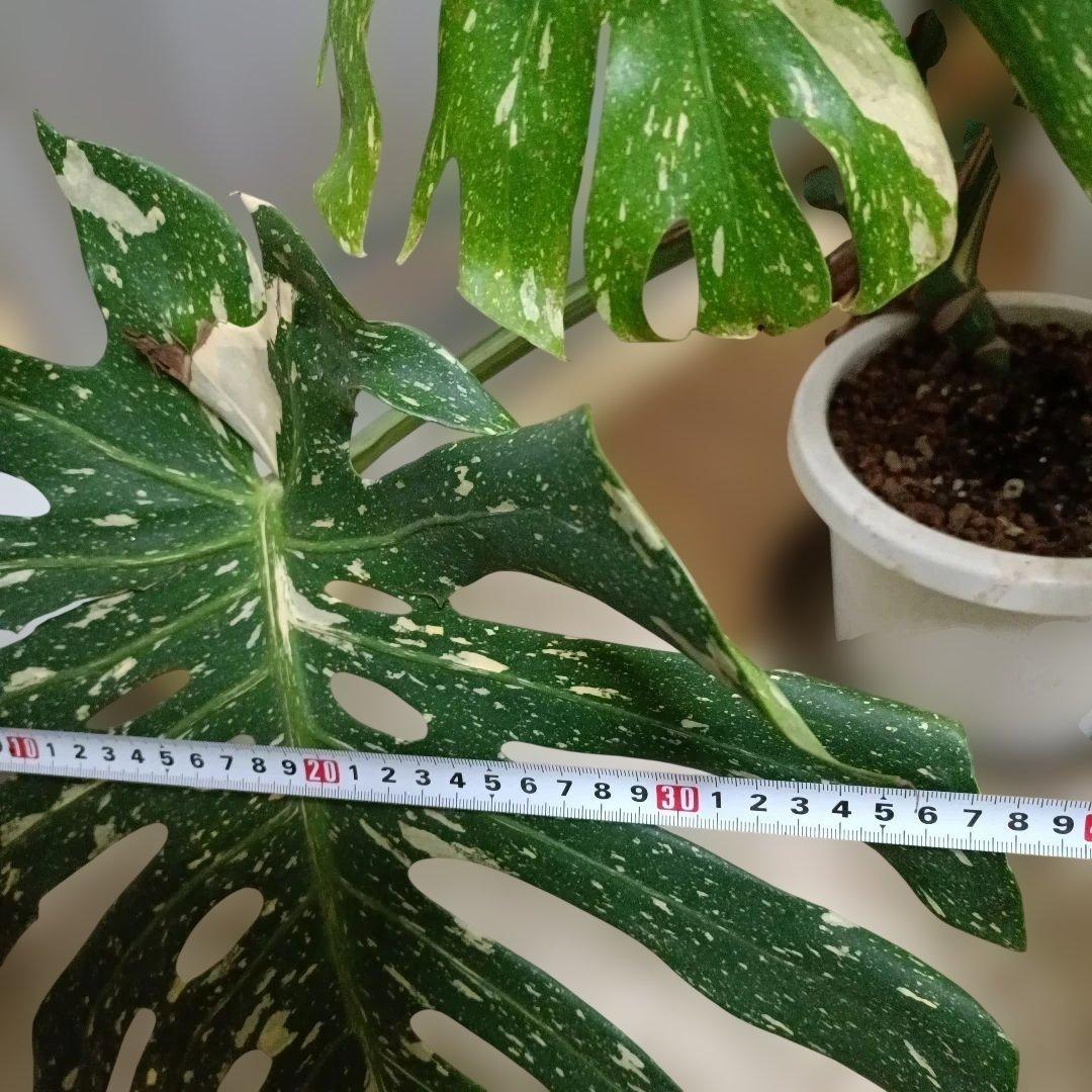 モンステライエローモンスターの鉢植え