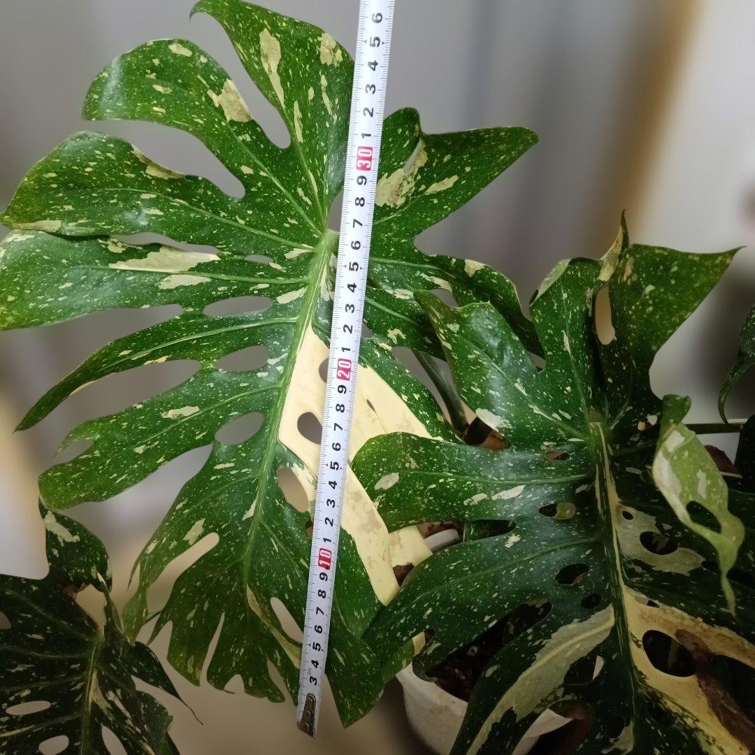 モンステライエローモンスターの鉢植え