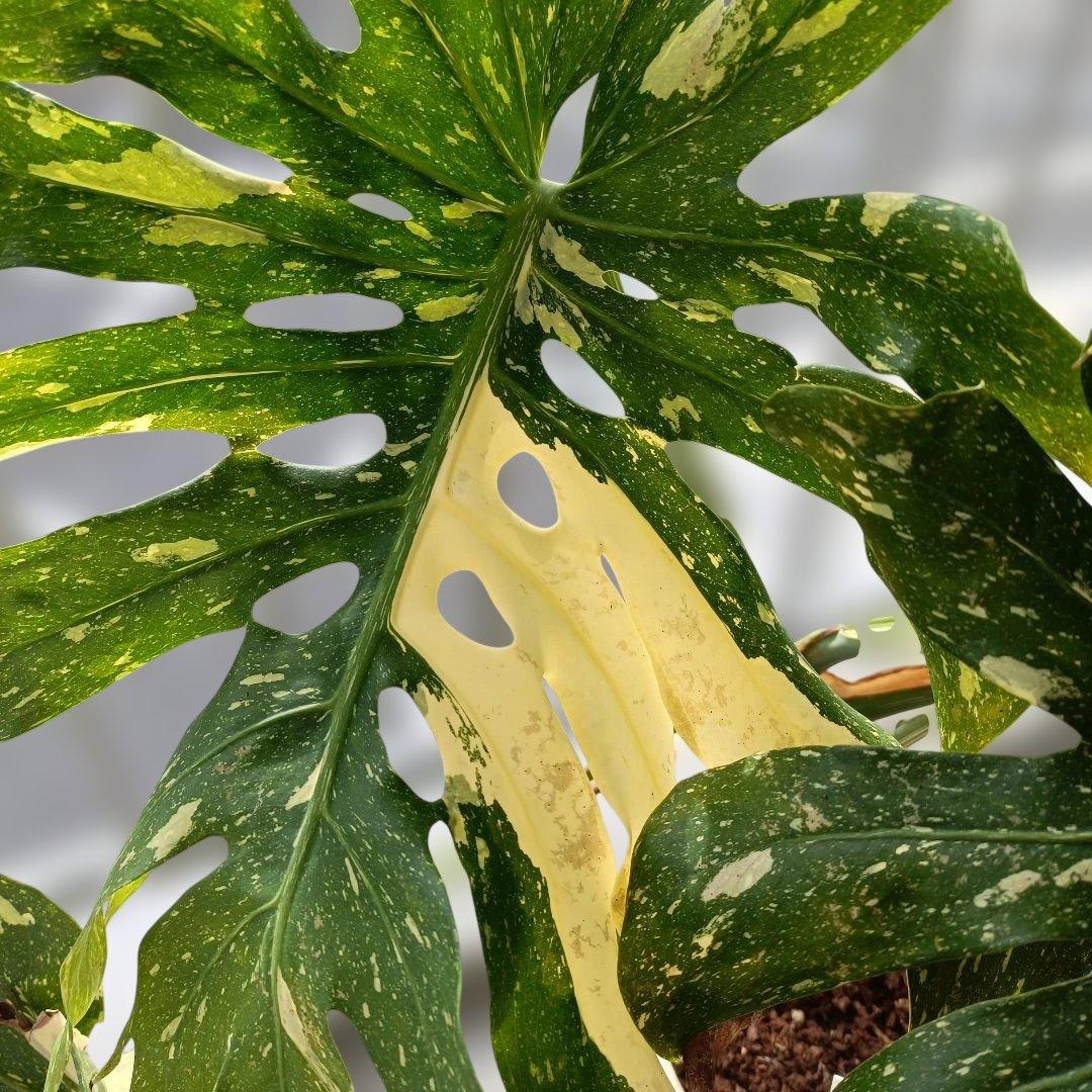 モンステライエローモンスターの鉢植え