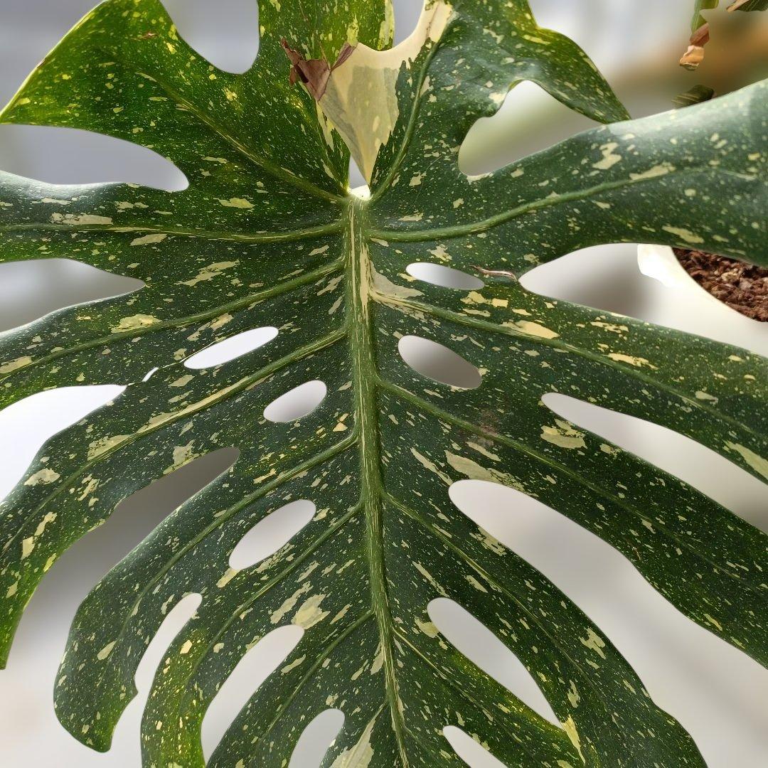 モンステライエローモンスターの鉢植え