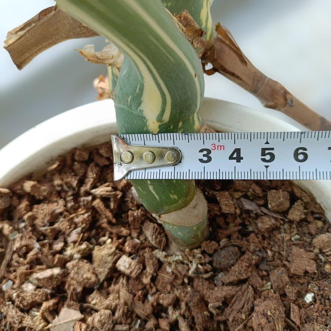 モンステライエローモンスターの鉢植え