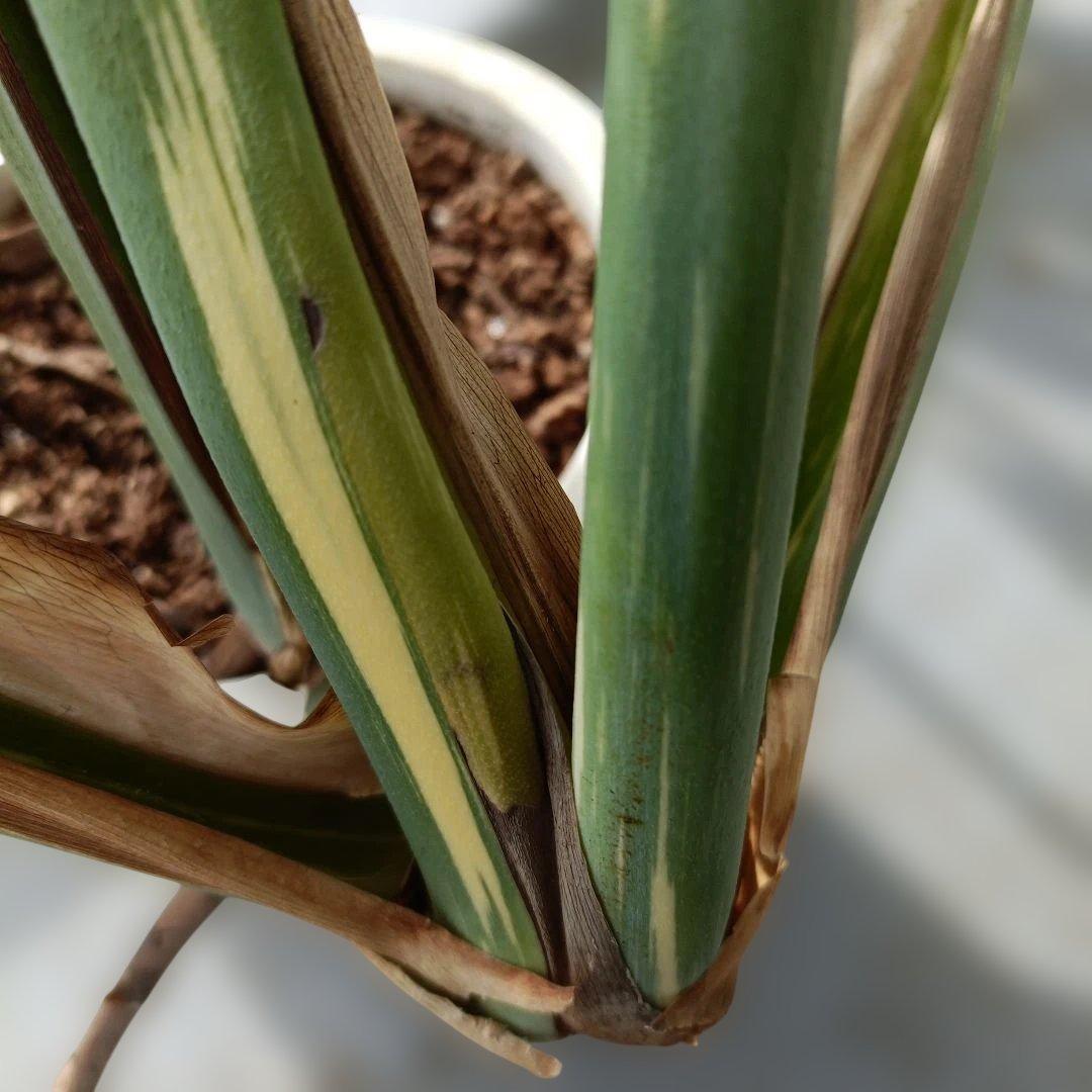 モンステライエローモンスターの鉢植え