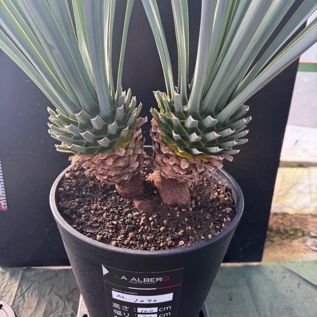 【AL1070】ユッカ　リギダ　バランスの良いダブルヘッド