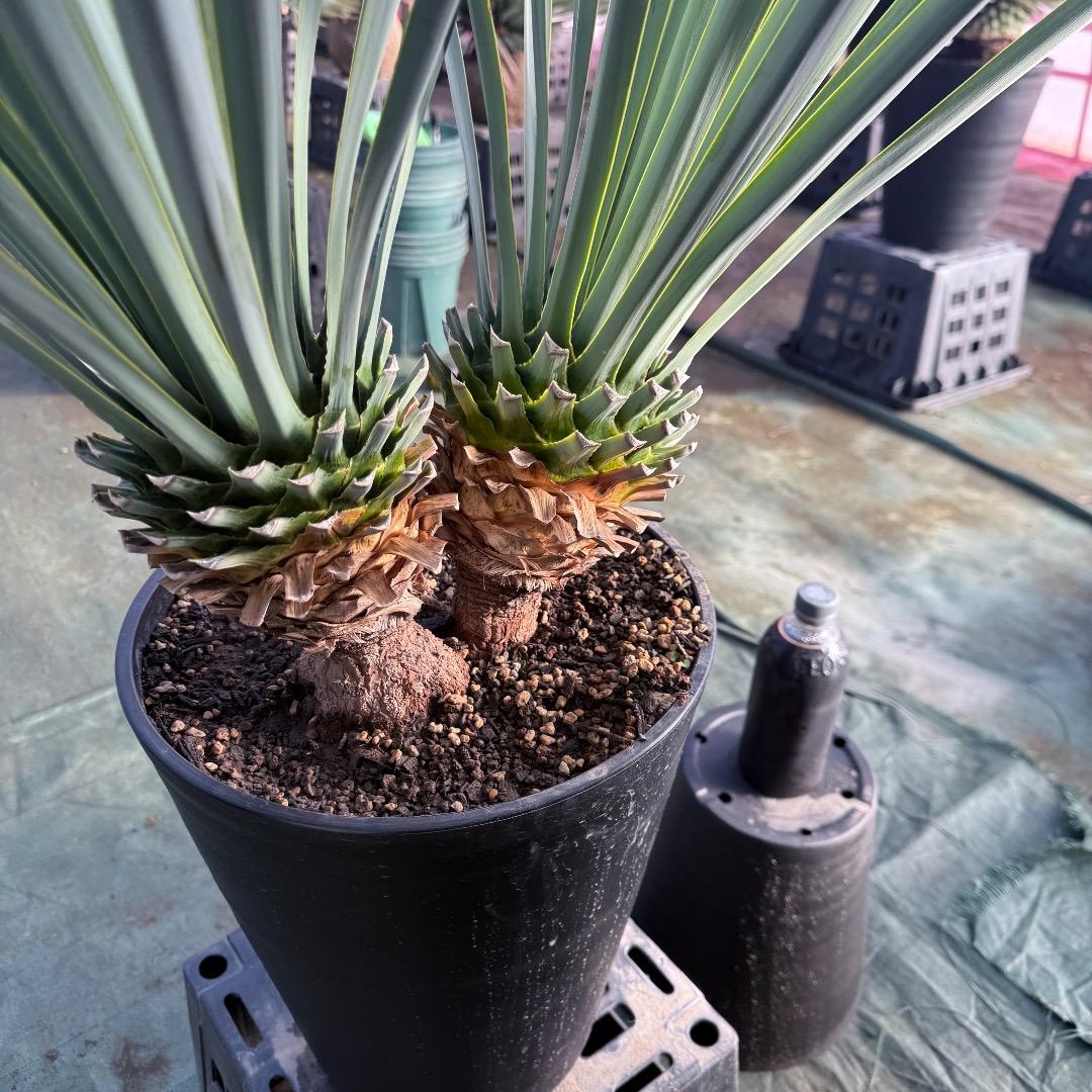 【AL1070】ユッカ　リギダ　バランスの良いダブルヘッド