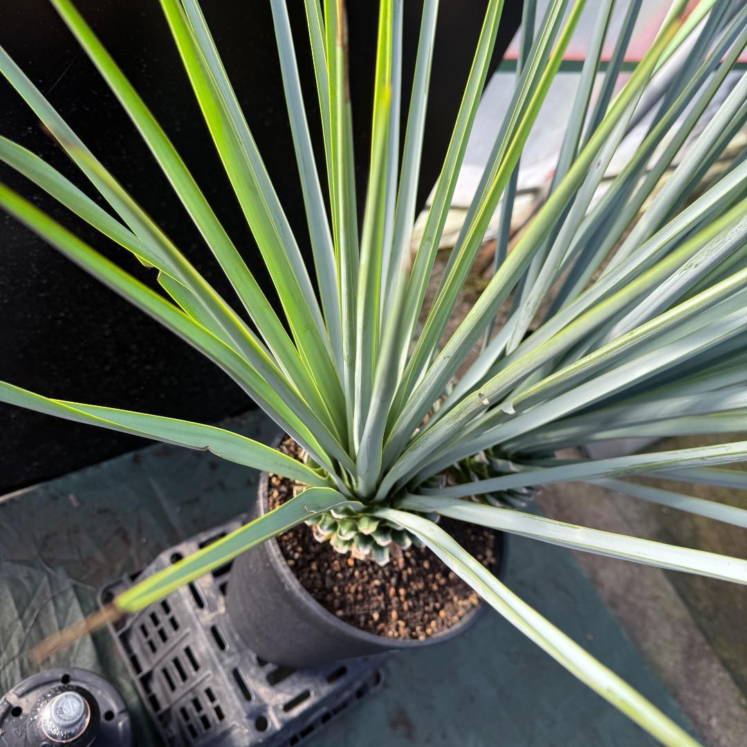 【AL1070】ユッカ　リギダ　バランスの良いダブルヘッド