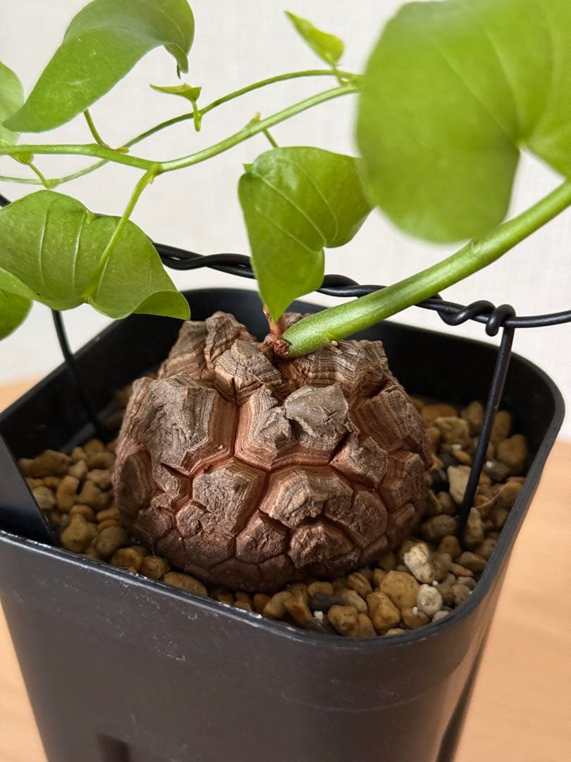 【もうええ拳さま専用】ディオスコレア　エレファンティペス