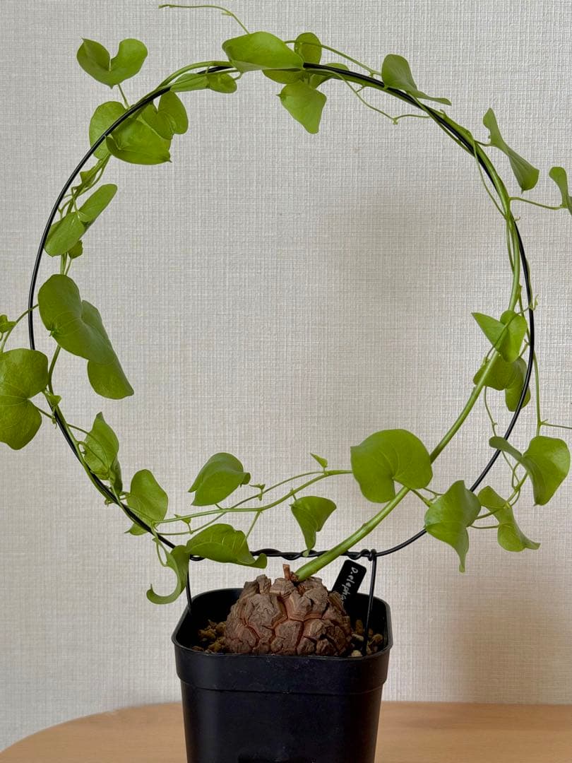 【もうええ拳さま専用】ディオスコレア　エレファンティペス