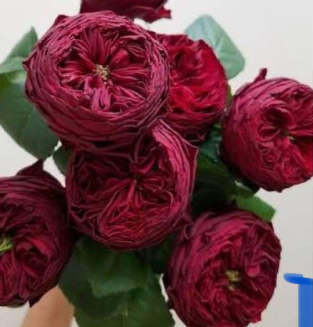 バラ苗切りバラ苗 Grand julib♡♡